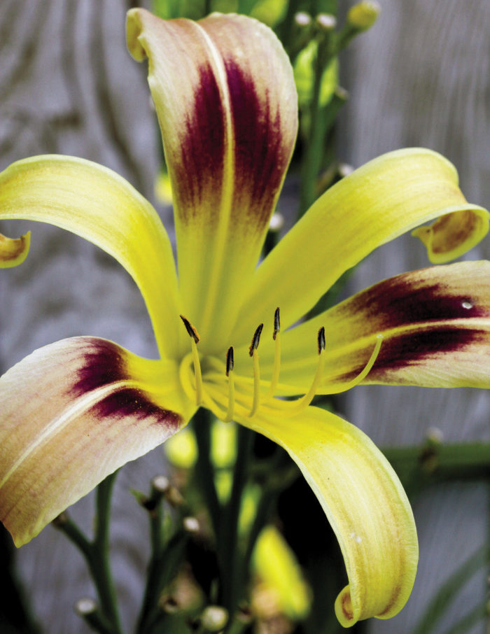 ‘Rainbow Spangles’ daylily