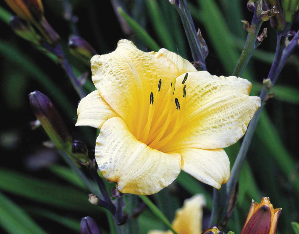 ‘Sir Black Stem’ daylily