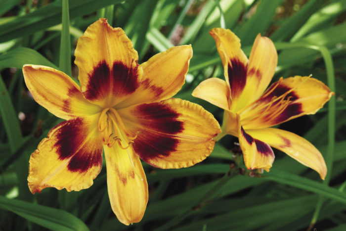 ‘Radiant Greetings’ daylily