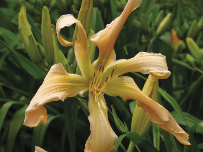 ‘Jan’s Twister’ daylily