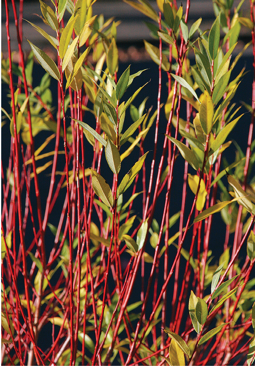 Flame willow