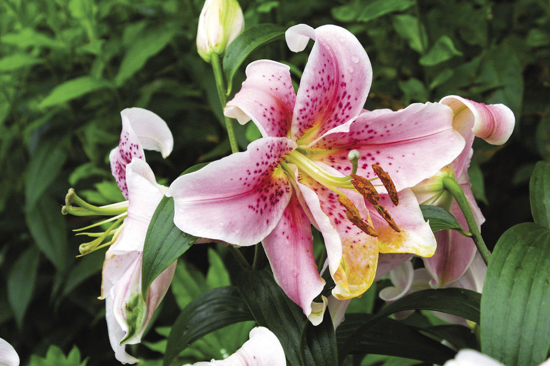 close up of a flower, including stigma and anther