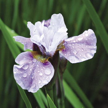Siberian iris (Iris sibirica, USDA Hardiness Zones 3–8)