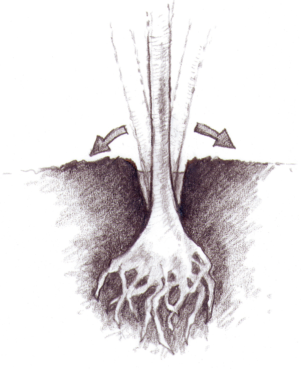 Image of root/trunk in crowbar hole