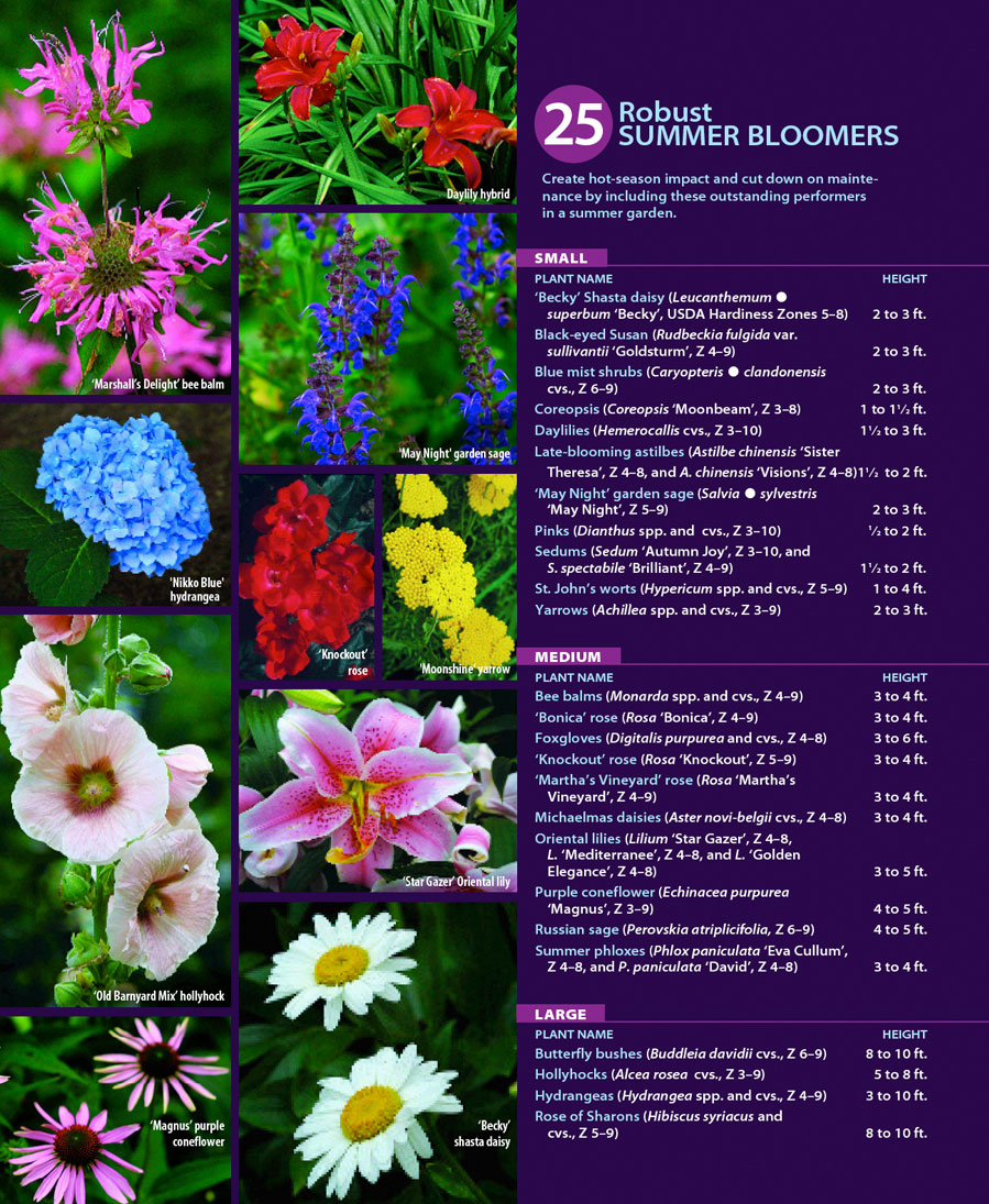 25 robust summer bloomers - finegardening