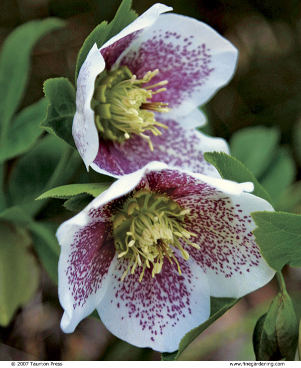 close up of white hellebores with purple spots