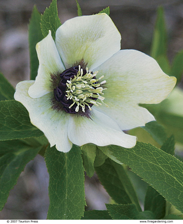 close up of white hellebore with a dark center