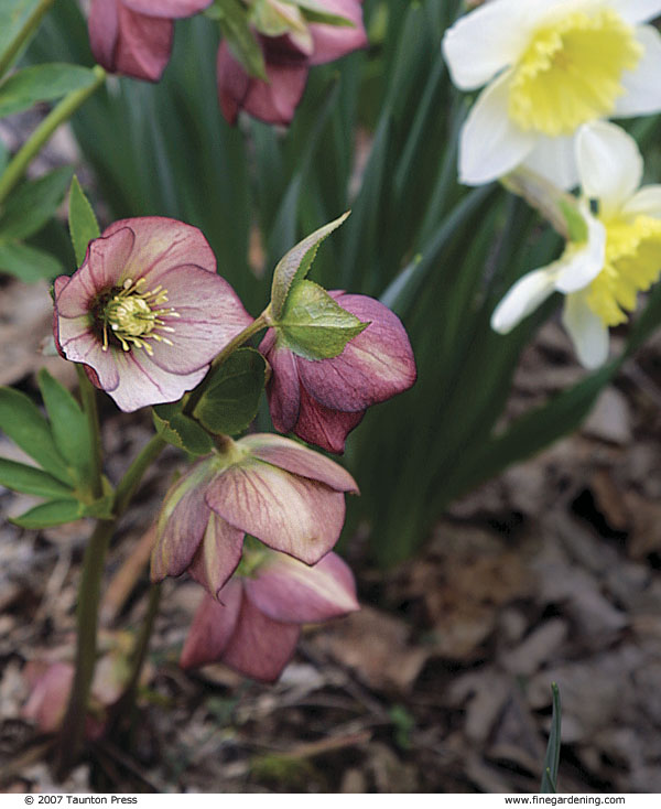 close up of hellebores with daffodils