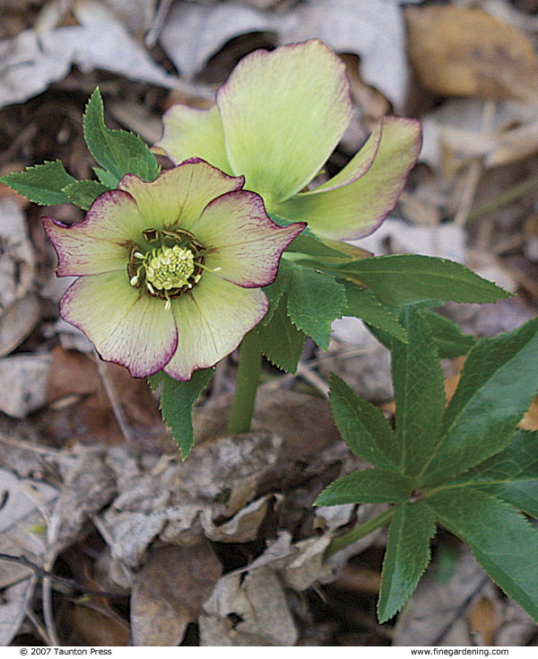 close up of hellebore with picotee edges
