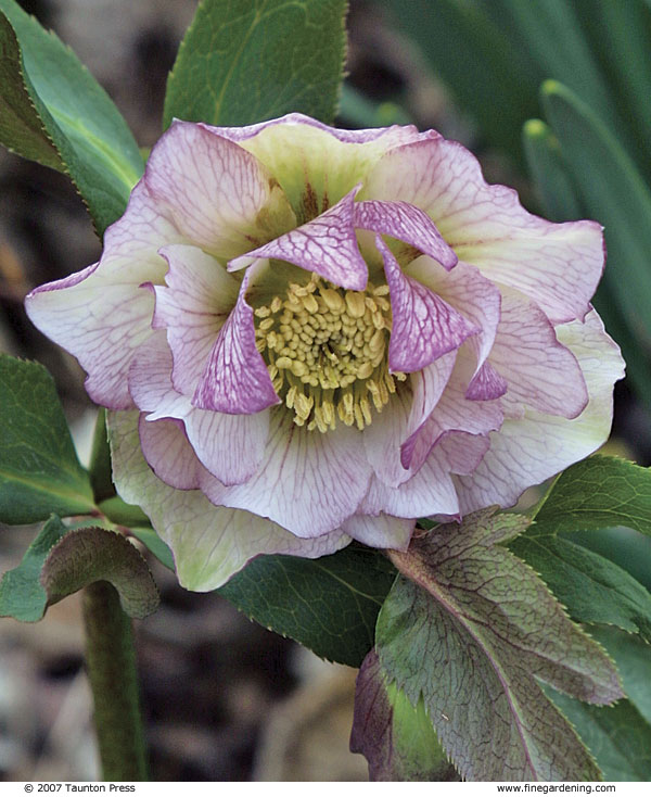 close up of hellebore with double flowers