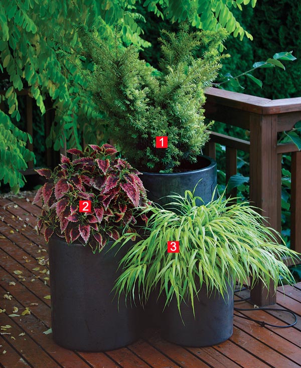 Stylish Shady Containers Finegardening, Japanese Garden Container Plants