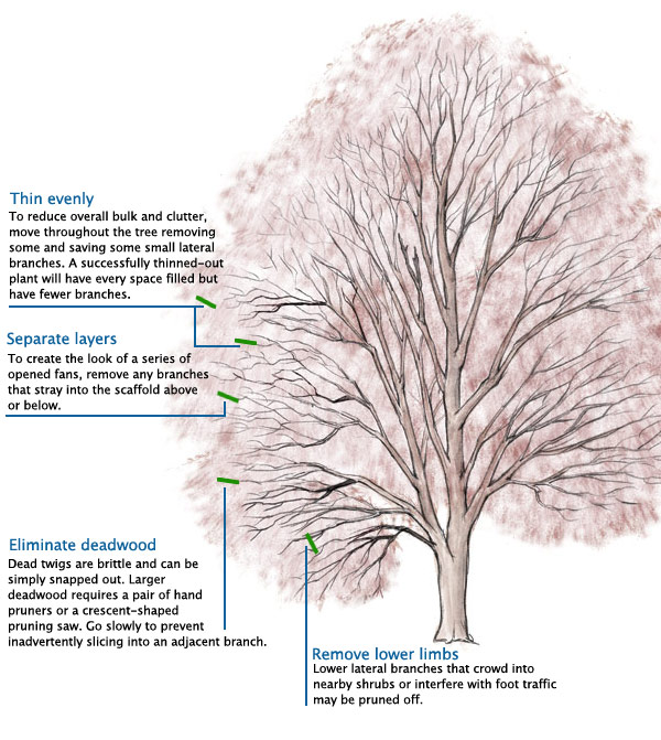 Upright Japanese Maple Tree Illustration
