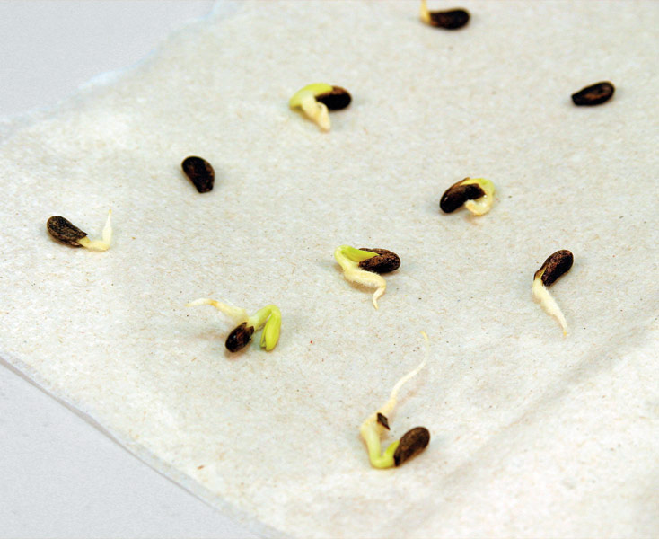 seeds as they sprout