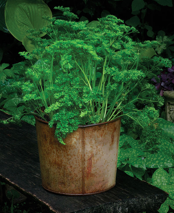 'Forest Green' parsley