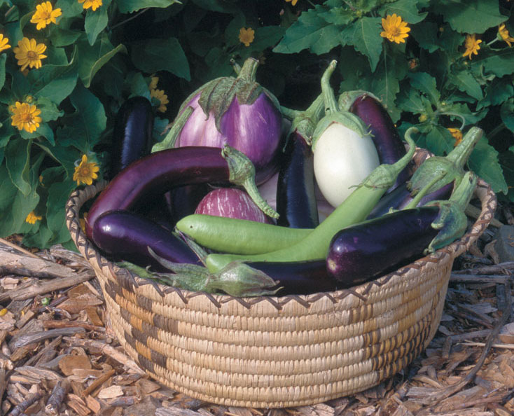 042027 growing eggplant xlg 0 - نشاء بادمجان چگونه کاشته می شود. ؟