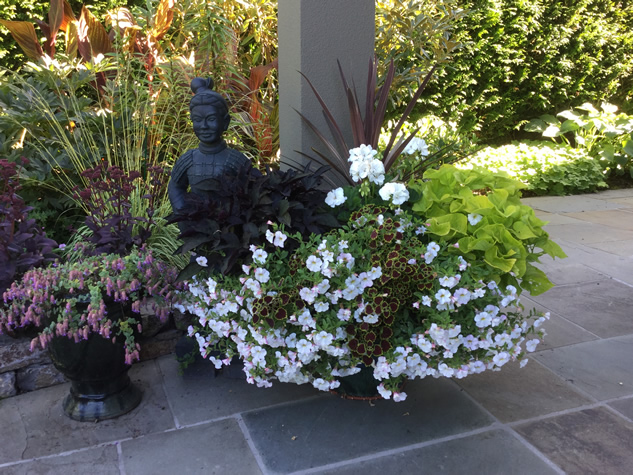 terracotta warrior and container plants with white and purple flowers on a patio
