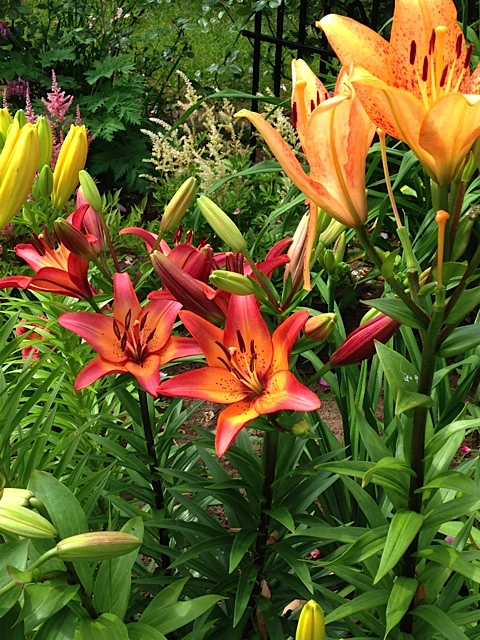 Lilys pleasure garden