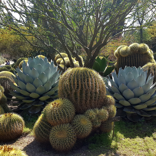 Hot and Unusual Cacti in CA - FineGardening
