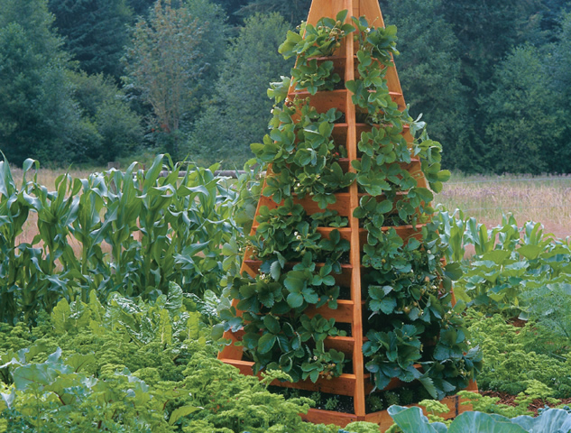 Tall Strawberry Tower among low growing vegetables