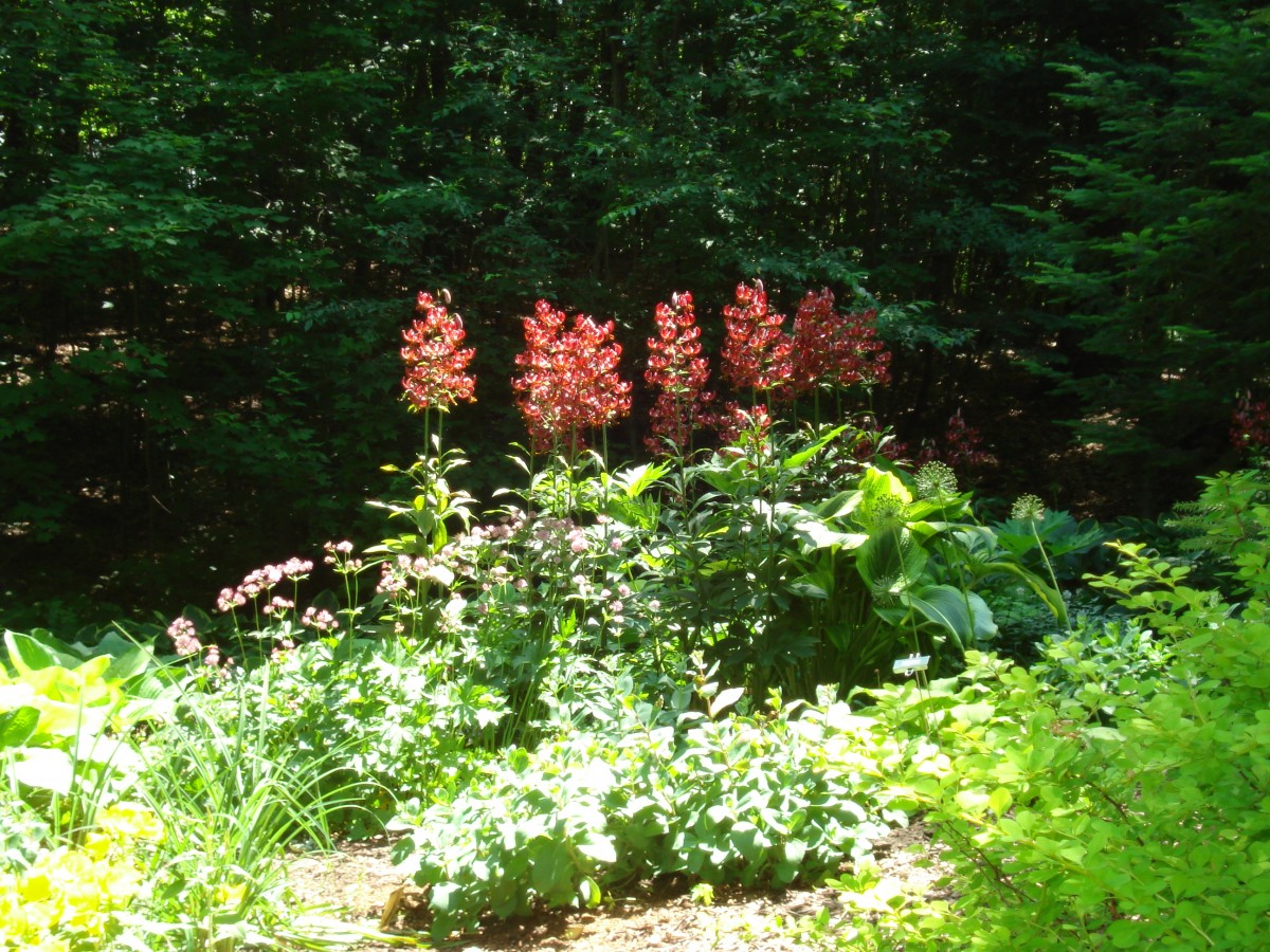 Lynn S Garden In Wisconsin Finegardening