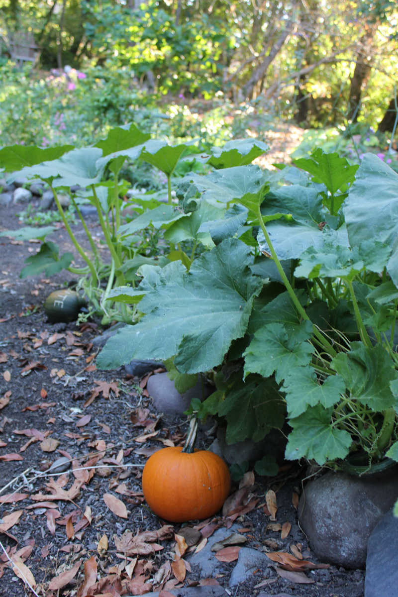 Pumpkins in garden
