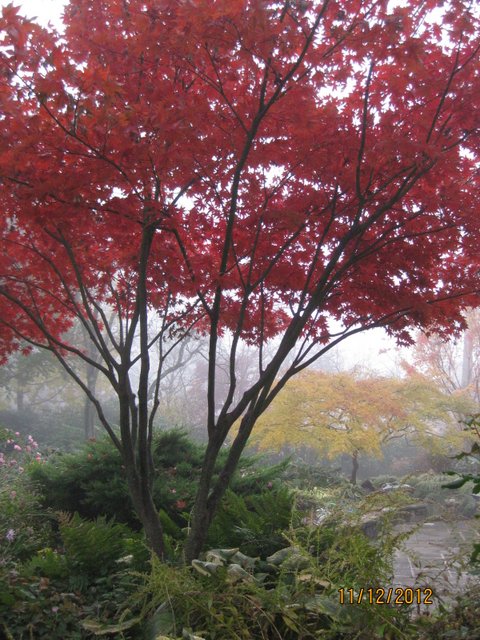Fall in Sally's garden in Maryland - FineGardening