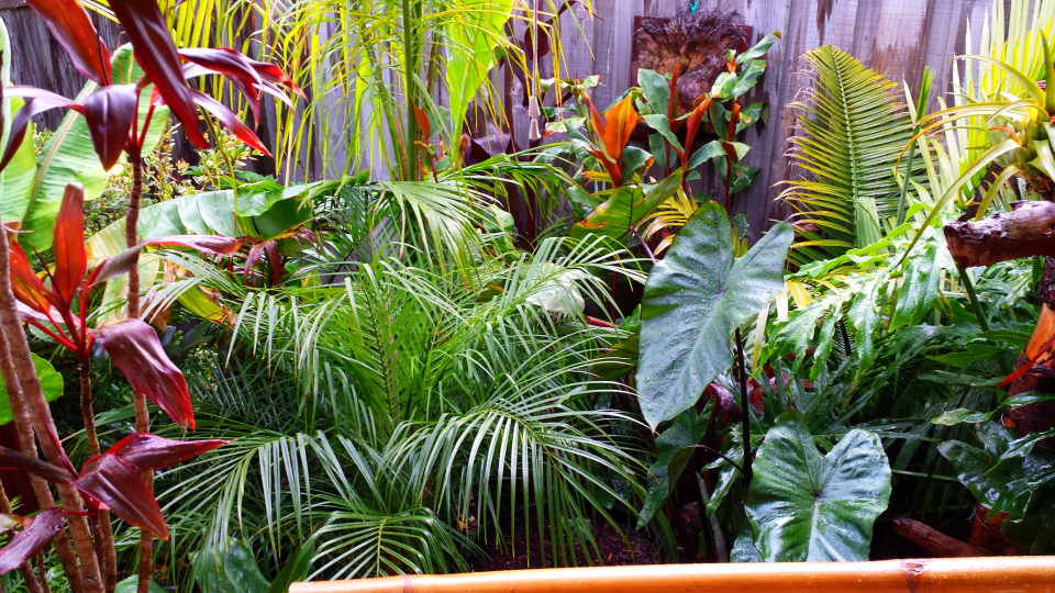 Daniel S Tropical Garden In Australia, Tropical Garden Designs Queensland