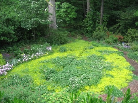 Susan walks the walk: her "freedom lawn" of sedum, clover, bulbs, and a few uninvited but very welcome guests