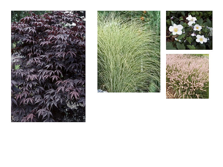 save images of plants for garden planning
