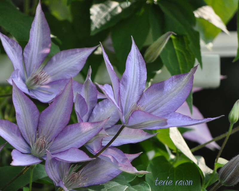close up of purple clematis