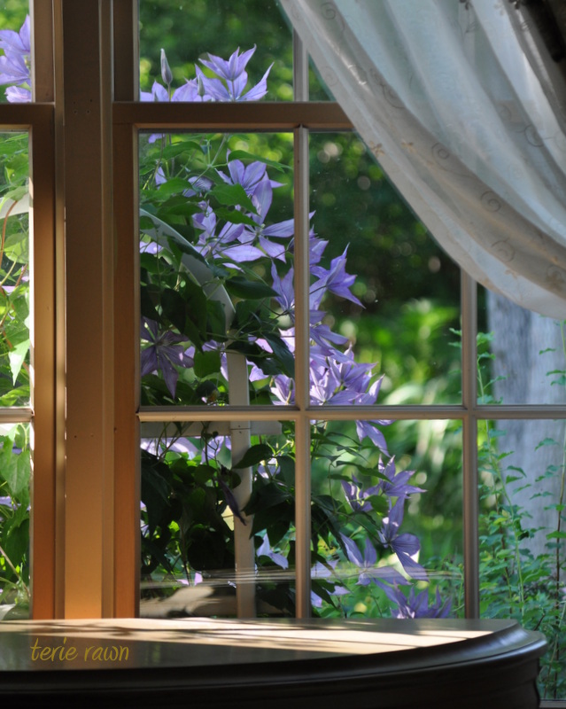purple clematis outside a window, viewed from inside
