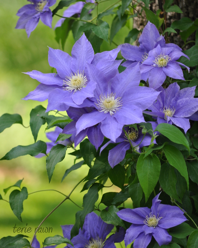 close up of purple clematis growing on a tree