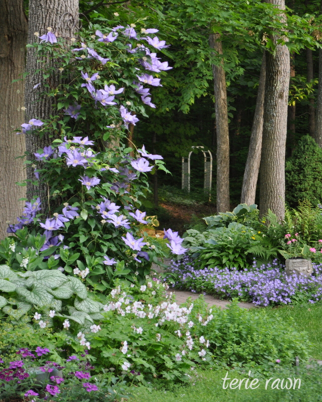 purple clematis on a tree, other flowers below, view through trees to an arch