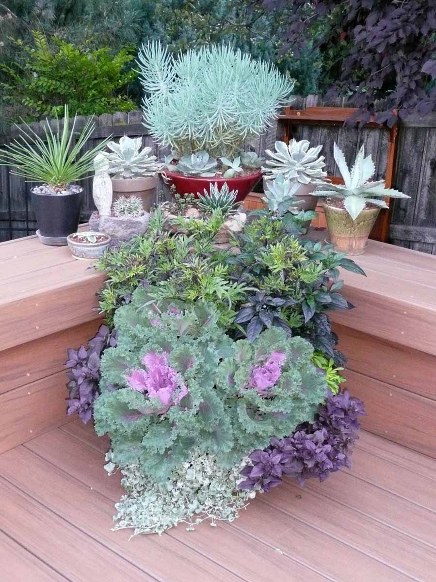 READER PHOTOS Sheila's container gardens in Colorado   FineGardening