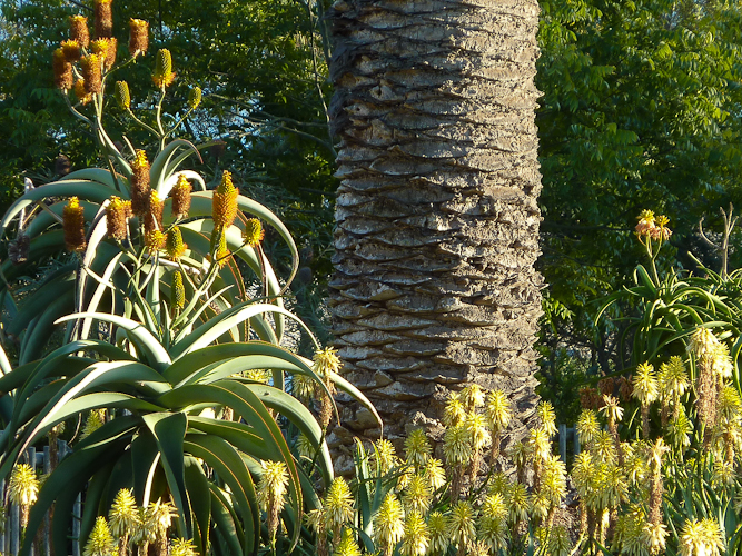 South African aloes enhance the lion and giraffe exhibits.