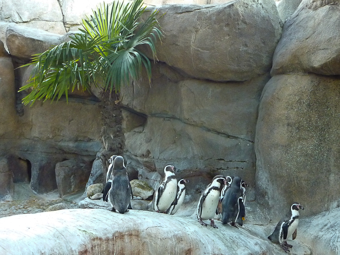 penguins populate northern Chile and southern Peru, where palm trees do just fine.