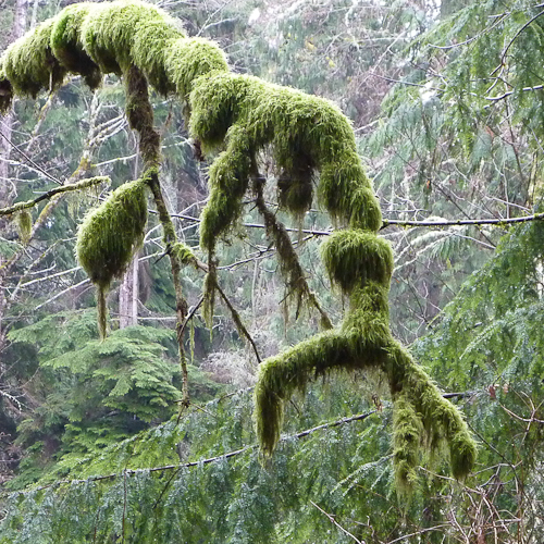 mossy branch