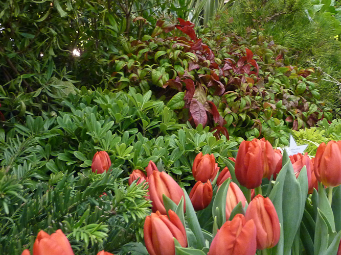 Tulips and nandina