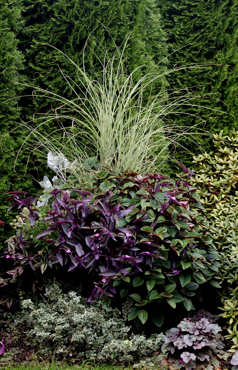 purple foilage plant