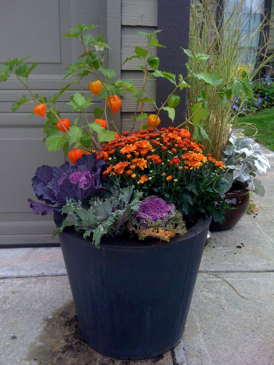 color container plant