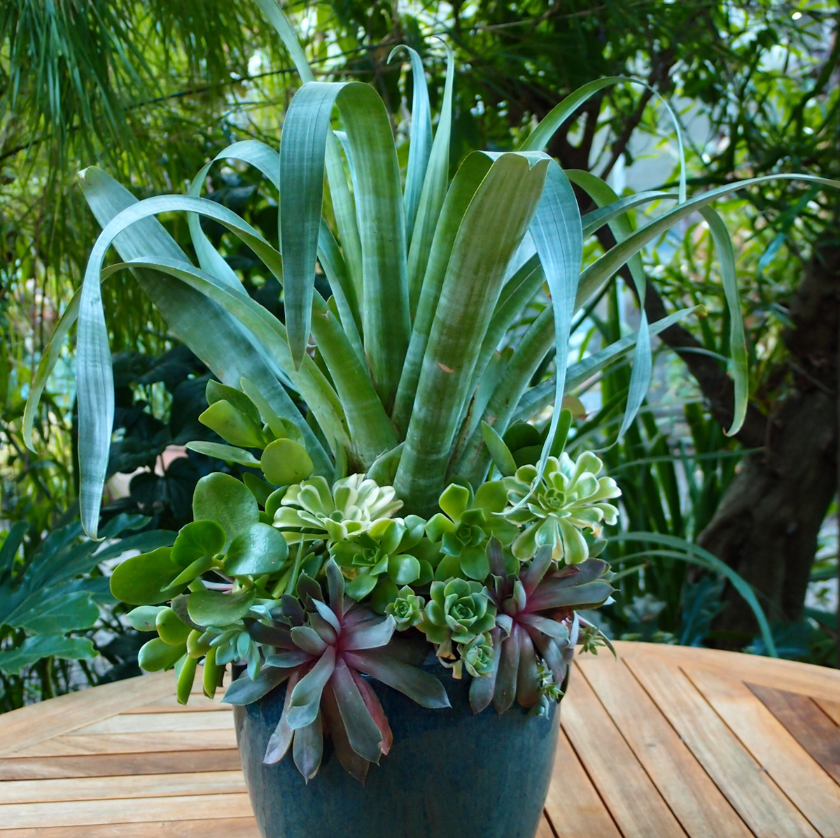 Bromeliad and a variety of succulents (aeoniums, sedums)