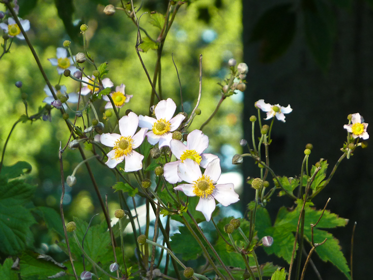 Anemone hybrida - white
