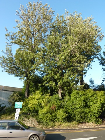 california tree