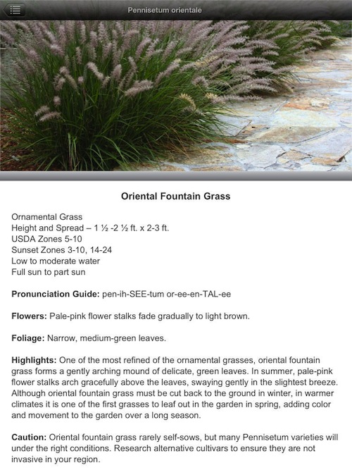 oriental fountain grass