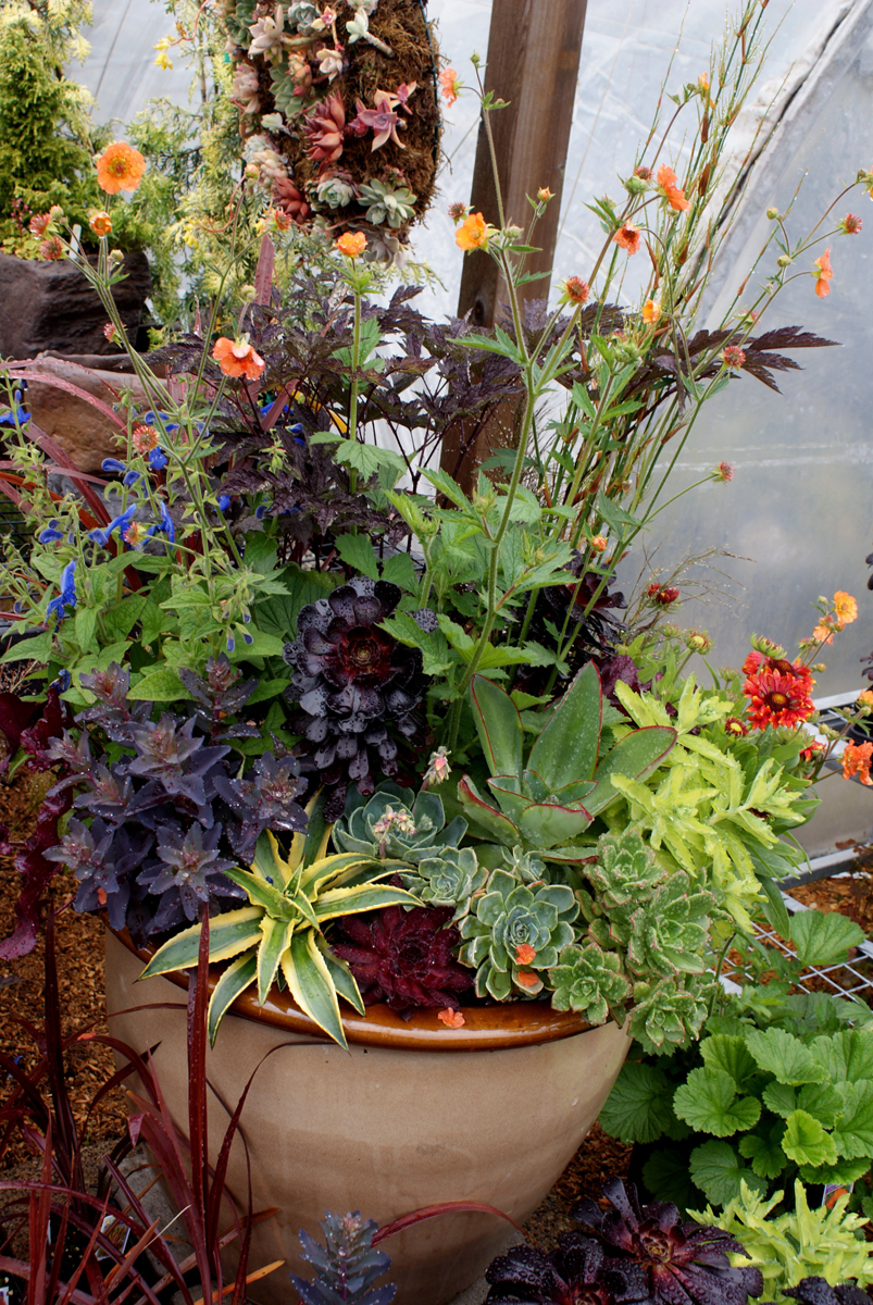 container with combinations of plants