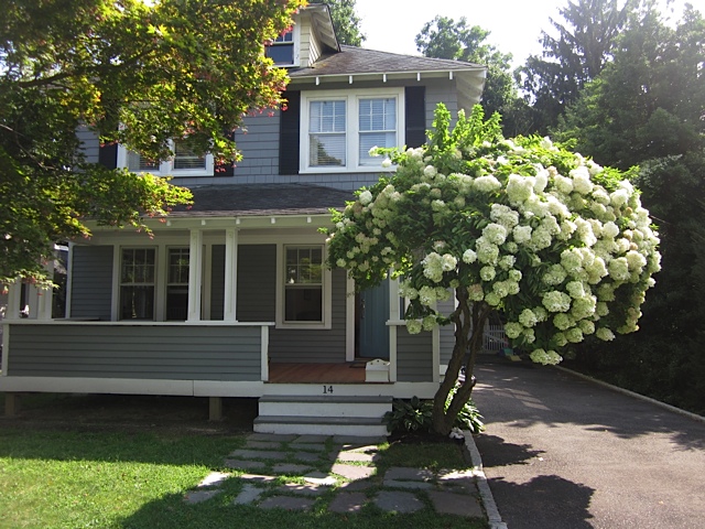 Image of Hydrangeas in tree in front of house