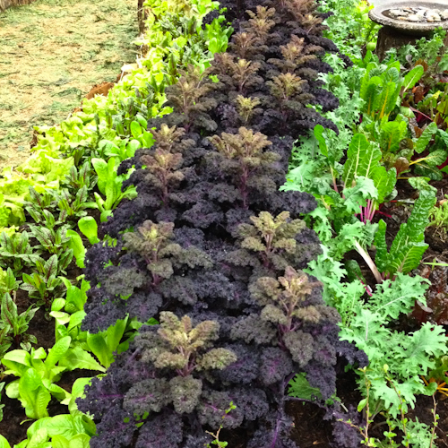 Kale and greens in mass plantings