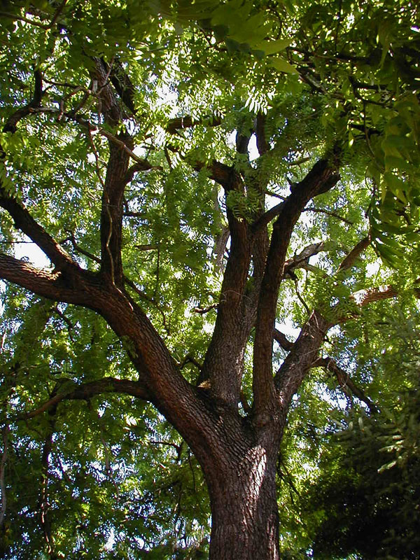 Sycamore Tree Growth Chart