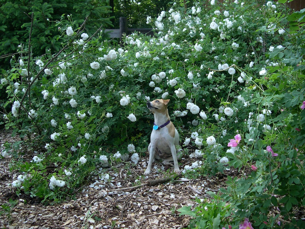 Jack Russell terrier gazing up at white rose bushes