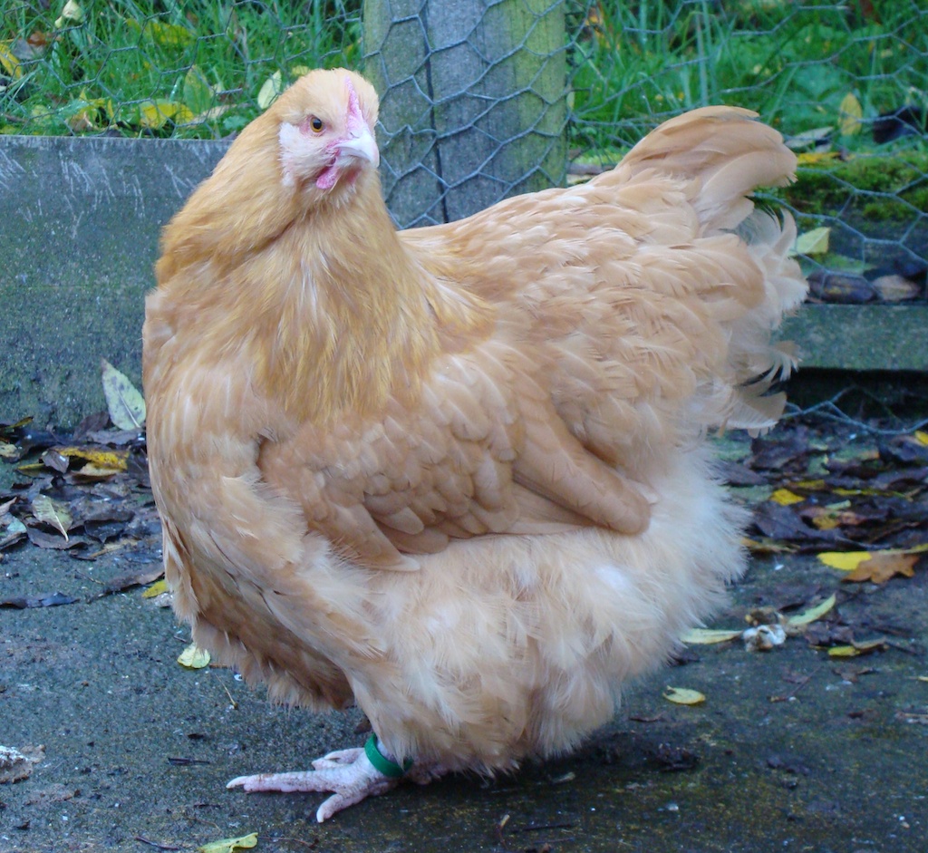 A very perfect Buff Orpington hen.